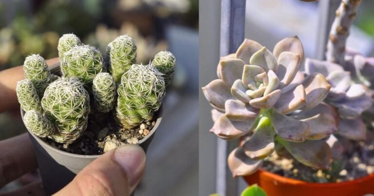 Buy the best succulents from online